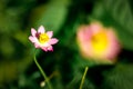 Cosmos caudatusÃÂ orÃÂ king's salad